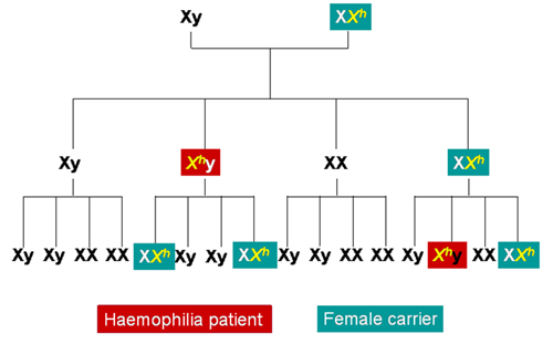 Hemophilie-A