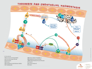 Thrombin & Endothelial Haemostasis