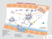 Primary Haemostasis